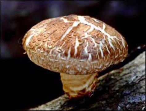 Shitake Mushroom P.E.;Shitake Mushroom Extract;Shitake Mushroom 